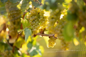 Vineyard Crop Estimation
