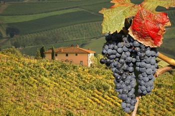 Wines of Italy: Tuscany - 11/10/2022