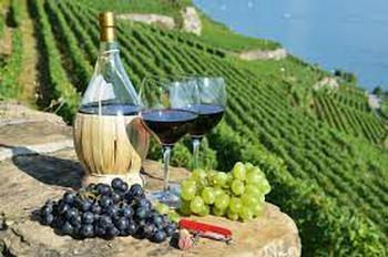 Wines of Italy - 5/12/2023