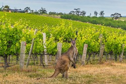 Wines of Australia: Barossa Valley 11/17/23