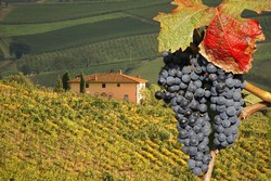 Wines of Italy: Tuscany - 2/10/2023