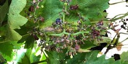 Vineyard Pest Identification & Scouting